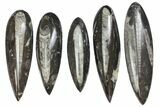 Lot: to Polished Orthoceras Fossils - Pieces #136395-1